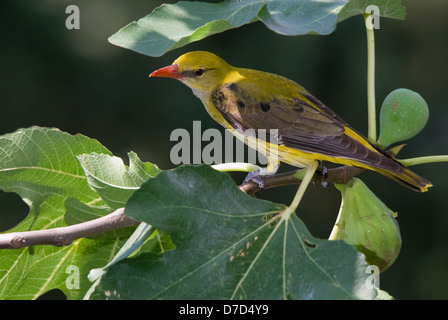 Golden femelle (Oriolus oriolus) sur un arbre avec des fruits Banque D'Images