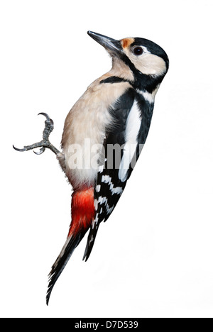 Great Spotted Woodpecker isolé sur fond blanc Banque D'Images