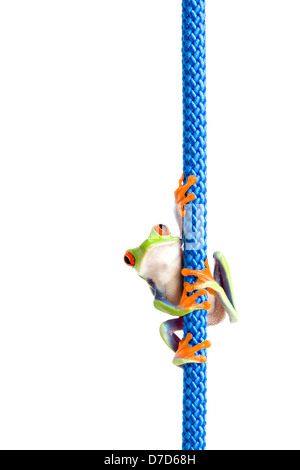 Frog hanging on a rope - une grenouille arboricole aux yeux rouges (agalychnis callidryas) suspendu par une corde bleu gros plan, isolated on white Banque D'Images