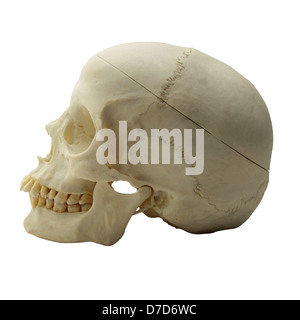 Crâne humain avec dents sur blanc. Banque D'Images