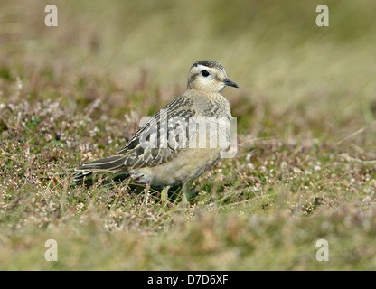 Charadrius morinellus « récent Banque D'Images