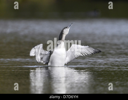 Black-throated Diver Gavia arctica Banque D'Images