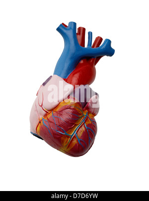 Modèle anatomique en plastique du cœur humain, on white Banque D'Images