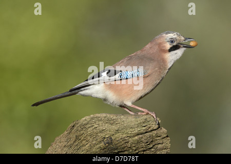 Jay Garrulus glandarius Banque D'Images