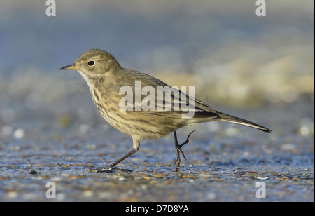 Buff-bellied Pipit spioncelle - Anthus rubescens Banque D'Images