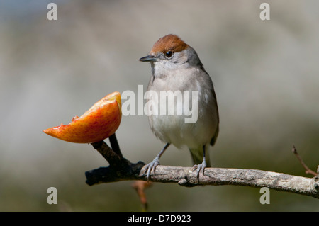 Une femelle d'alimentation Blackcap dans un apple dans le jardin, UK Banque D'Images
