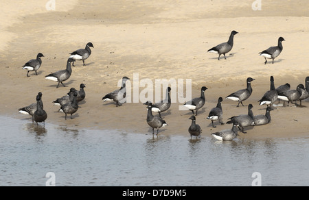 La Bernache cravant (Branta bernicla) Banque D'Images