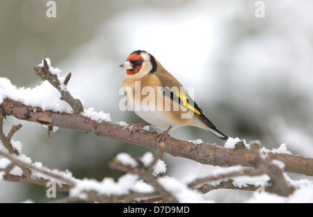 Goldfinch Carduelis carduelis Banque D'Images