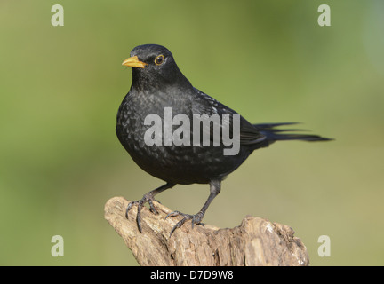 Turdus merula Blackbird Banque D'Images