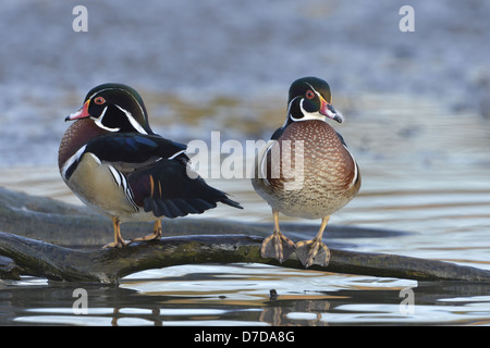 Canard branchu Aix sponsa Banque D'Images