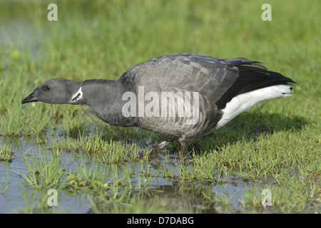 , Bernache cravant à ventre sombre (Branta bernicla) course Banque D'Images