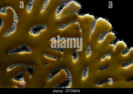 Polypes de corail de feu, Millepora dichotoma, Marsa Alam, Red Sea, Egypt Banque D'Images