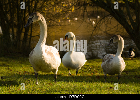 Une famille de cygnes mangent de l'herbe Banque D'Images