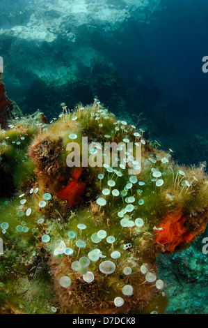 Verre de Vin de sirènes, algues, Sušac Acetabularia acetabulum, Mer Adriatique, Croatie Banque D'Images