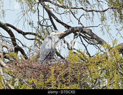 Héron cendré Ardea cinerea, perché sur son nid. Au printemps. UK Banque D'Images