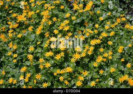 Lesser Celandines fleurs de printemps jaune Ranunculus ficaria Ficaria verna Banque D'Images