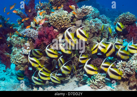 Red Sea bannerfish (Heniochus intermedius) au repos sur le récif de corail. Egytpt, Mer Rouge. Banque D'Images