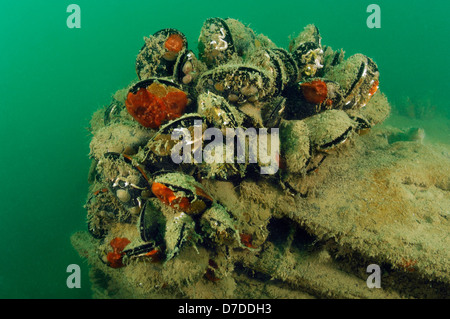 Méditerranée, moules Mytilus galloprovincialis, Piran, Slovénie, la mer Adriatique Banque D'Images