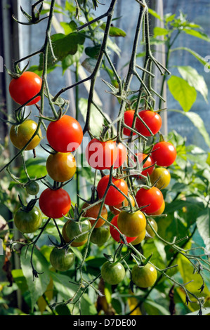 Sweet serre millions F1 tomate cerise. Banque D'Images