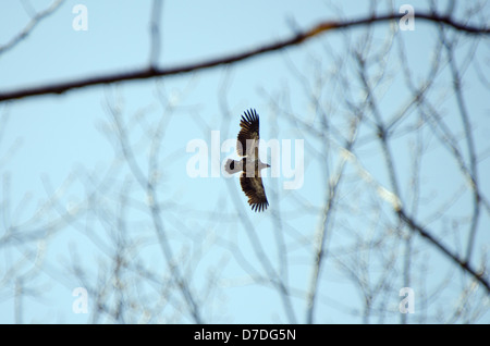 La pygargue à tête blanche (Haliaeetus leucocephalus) de dessous avec ailes déployées Banque D'Images