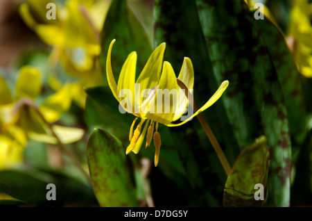 Vue détaillée d'une truite (Lily Erythronium americanum) fleur. Banque D'Images