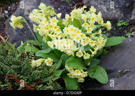 Primevères sauvages Primula veris Banque D'Images