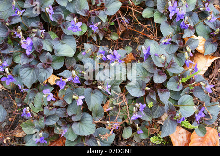 Viola labradorica chien chien Américain Alpine violet violet violet violet, chien labrador Banque D'Images