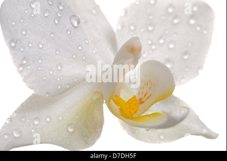 Orchidée fleur blanc en détail isolated over white background Banque D'Images