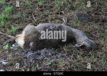 Chevreuils morts ( Capreolus capreolus) allongé dans l'herbe Banque D'Images