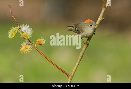 Roitelet à couronne rubis (Regulus calendula) au printemps Banque D'Images