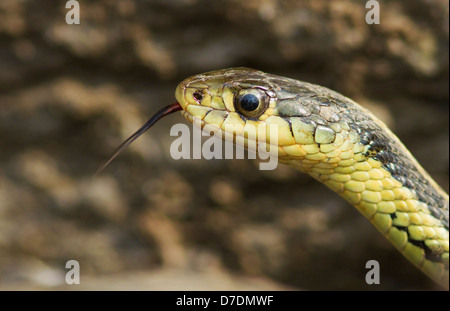 Couleuvre rayée (Thamnophis sirtalis) portrait Banque D'Images