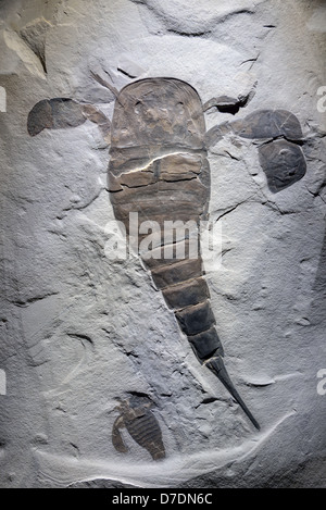 Mer fossile Eurypterus remipes scorpion. L'âge du Silurien. Banque D'Images