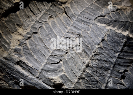 Empreinte fossile de fougère de semences Neuropteris feuilles. L'âge carbonifère. Banque D'Images