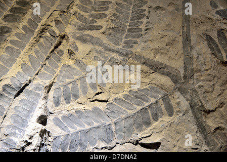 Empreinte fossile de fougère de semences Neuropteris feuilles. L'âge carbonifère. Banque D'Images