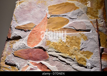 Feuilles fossiles de fougères Glossopteris semences sp. avec des couleurs vives. À l'âge permien Trias. Banque D'Images