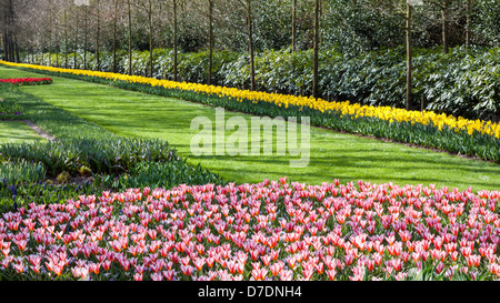 Les jardins de fleurs à Keukenhof, Lisse, Pays-Bas Banque D'Images
