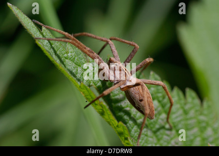 Grosse araignée effrayante sur vert feuille d'ortie Banque D'Images