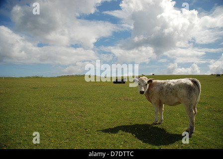 Vache dans un champ sous un ciel nuageux sur les irlandais. Dog's Bay, le Connemara, en Irlande. Le Connemara est un district de l'ouest de l'Irlande Banque D'Images