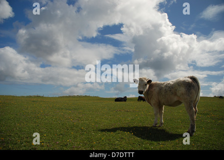 Vache blanche sur un champ vert sous sur un ciel nuageux. Dog's Bay, Connemara, comté de Galway, Irlande Banque D'Images