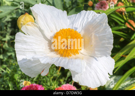 Fleur blanche exotique Pavot de Californie ou ISBN 2-07-059113-1 Tree Poppy (Romneya coulteri) Banque D'Images