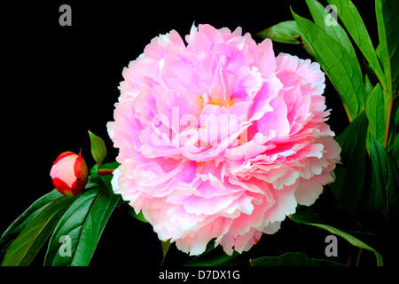 Grande fleur de pivoine rose sur fond noir. Banque D'Images