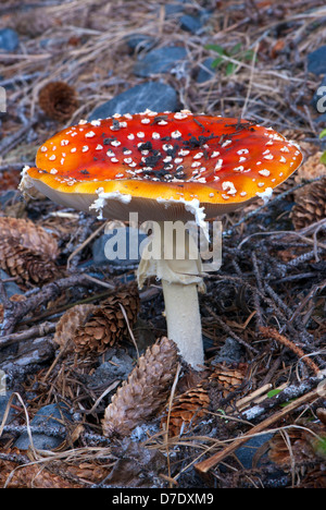 Manita muscaria, Fly, Fly agaric amanite Banque D'Images