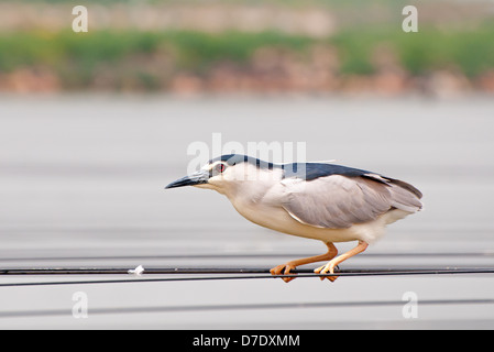 Bihoreau gris Nycticorax nycticorax Banque D'Images