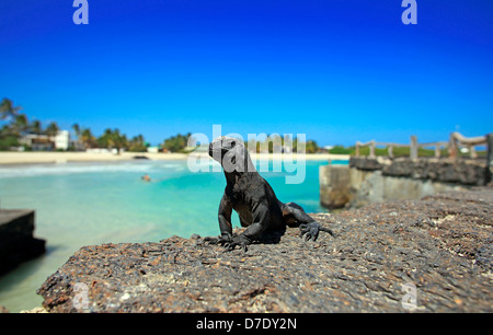 Bébé iguane marin sur la jetée à Puerto Villamil, l'île Isabela. Banque D'Images