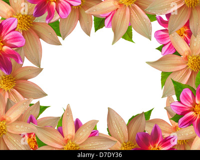 Image fleurs colorées isolé sur fond blanc Banque D'Images