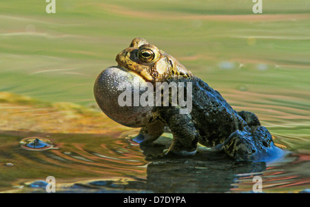 L'homme crapaud d'Amérique (Bufo americanus a.) au chant au printemps Banque D'Images