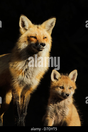 Portrait de famille. Red Fox femelle avec deux petits mois isolé sur fond noir. Banque D'Images