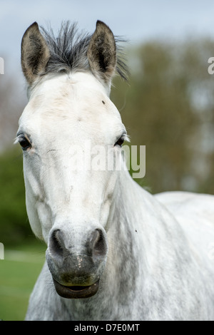 Visage et à la tête d'un cheval looking at camera Banque D'Images