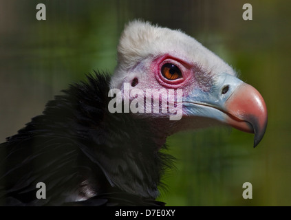 Tête blanche (trigonoceps Vautour occipital) Banque D'Images