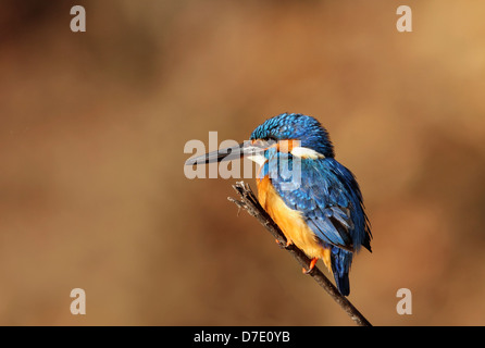 Une politique commune dans la Réserve de tigres de Ranthambhore Kingfisher Banque D'Images